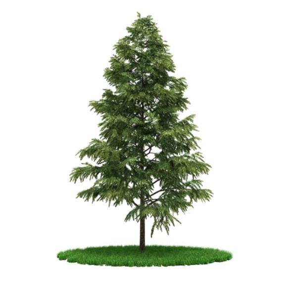درخت کاج - دانلود مدل سه بعدی درخت کاج - آبجکت سه بعدی درخت کاج - دانلود آبجکت سه بعدی درخت کاج -دانلود مدل سه بعدی fbx - دانلود مدل سه بعدی obj -Pine tree 3d model free download  - Pine tree 3d Object - Pine tree OBJ 3d models - Pine tree FBX 3d Models - 